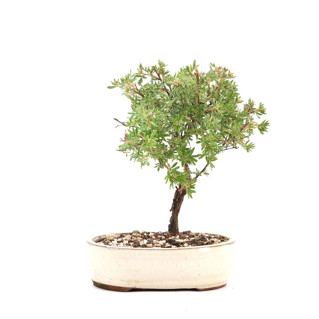 Gelber Fingerstrauch 'Potentilla fruticosa'
