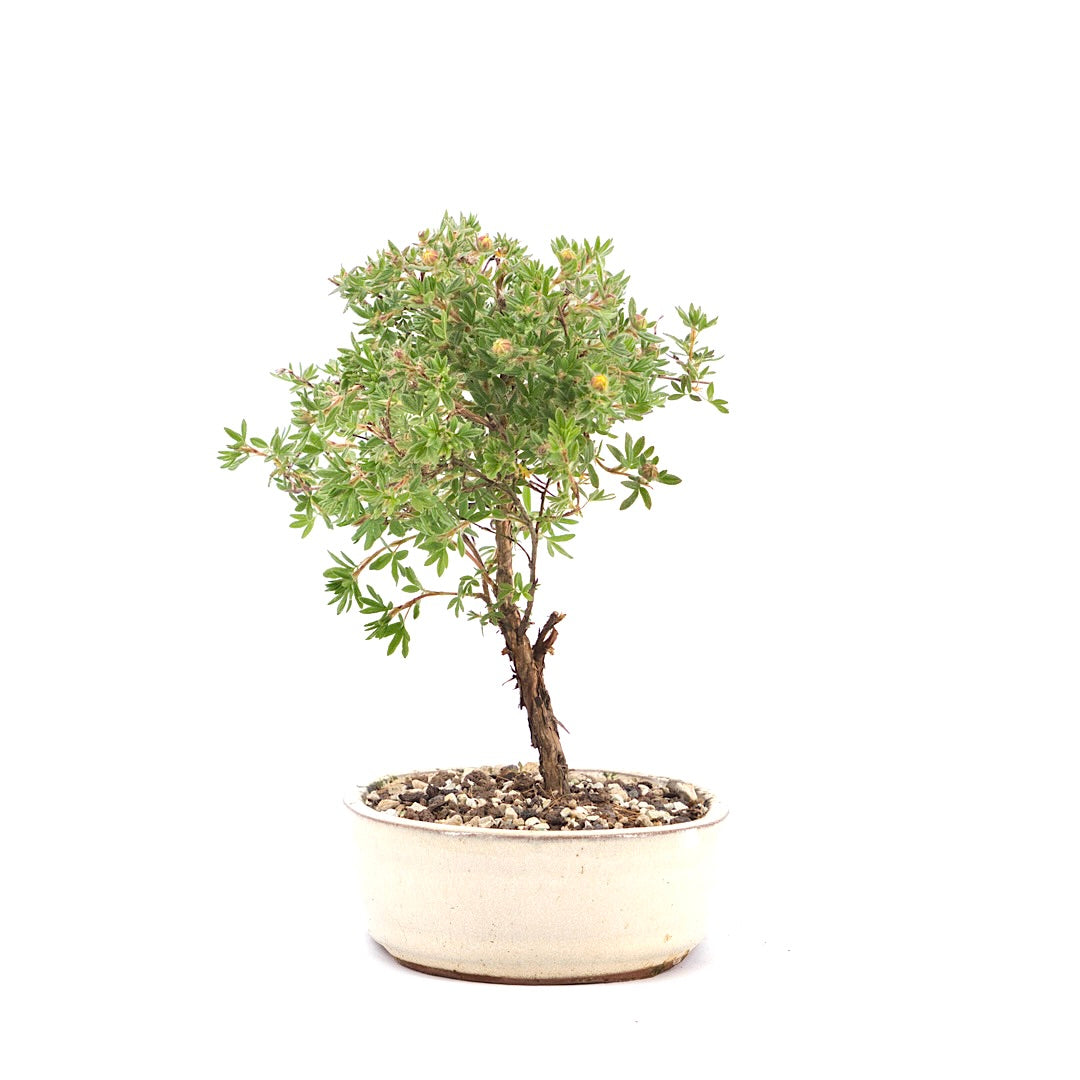 Gelber Fingerstrauch 'Potentilla fruticosa'