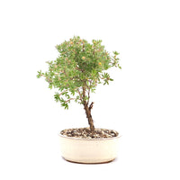 Gelber Fingerstrauch 'Potentilla fruticosa'