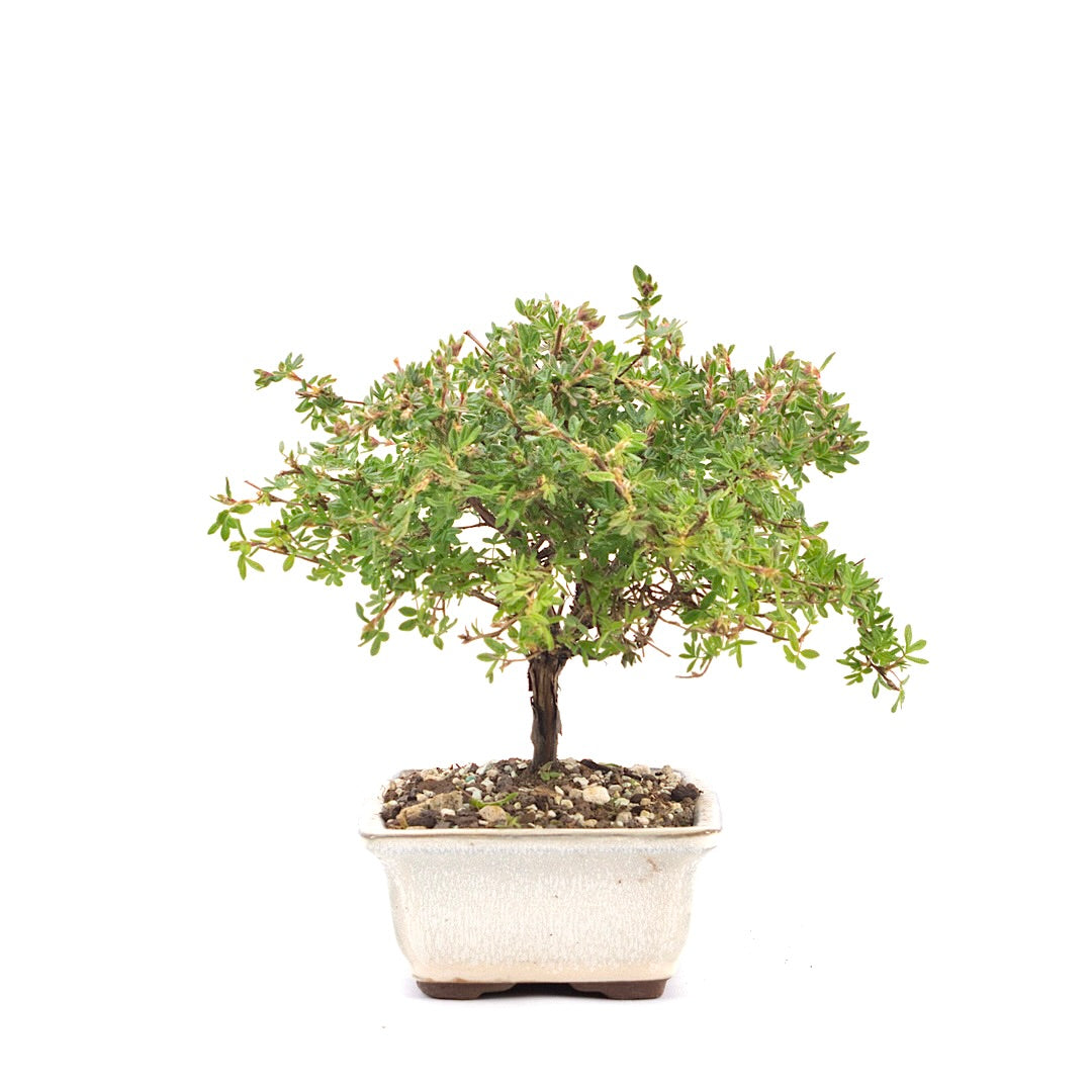 Rosa Fingerstrauch 'Potentilla fruticosa'