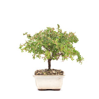 Rosa Fingerstrauch 'Potentilla fruticosa'