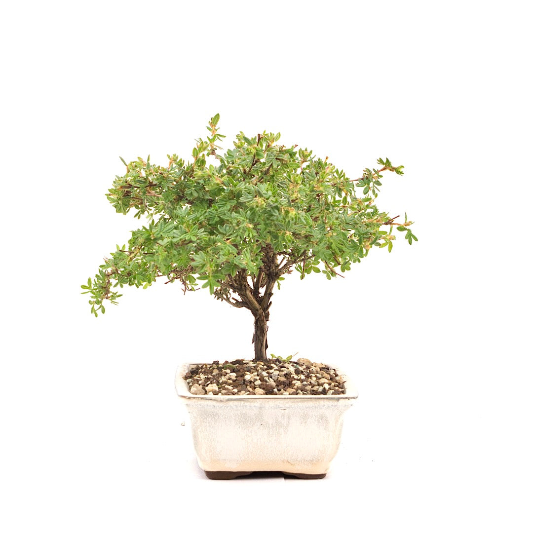 Rosa Fingerstrauch 'Potentilla fruticosa'