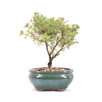 Gelber Fingerstrauch 'Potentilla fruticosa'