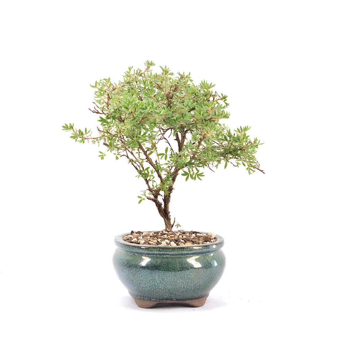 Gelber Fingerstrauch 'Potentilla fruticosa'