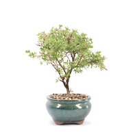 Gelber Fingerstrauch 'Potentilla fruticosa'