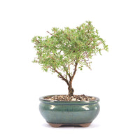 Gelber Fingerstrauch 'Potentilla fruticosa'