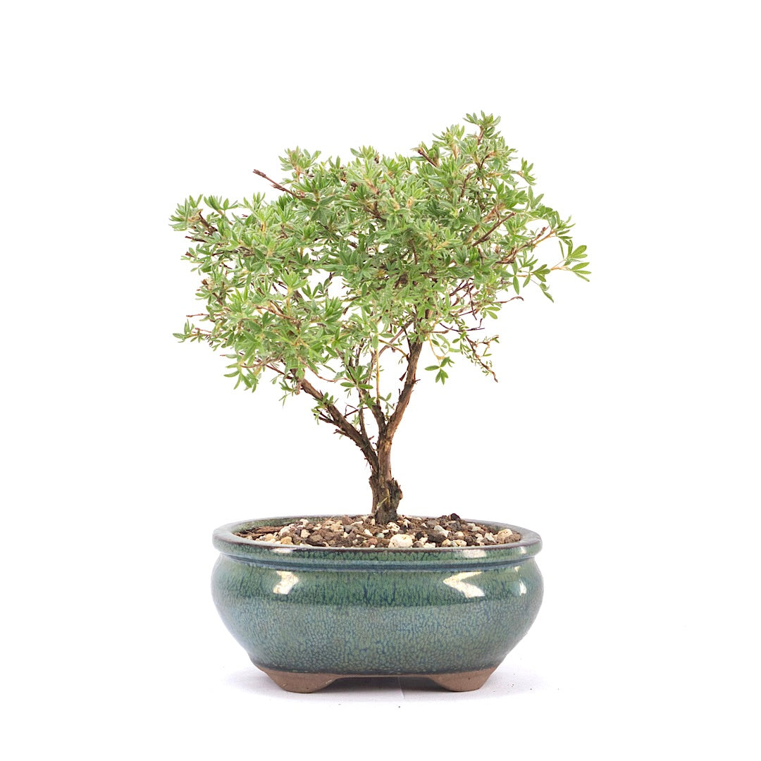 Gelber Fingerstrauch 'Potentilla fruticosa'