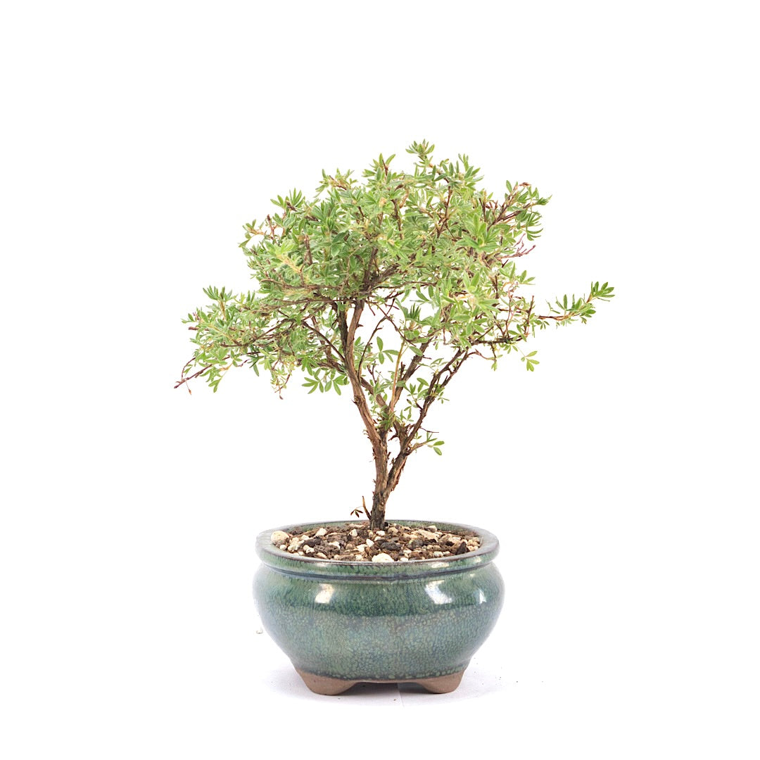 Gelber Fingerstrauch 'Potentilla fruticosa'