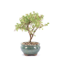 Gelber Fingerstrauch 'Potentilla fruticosa'