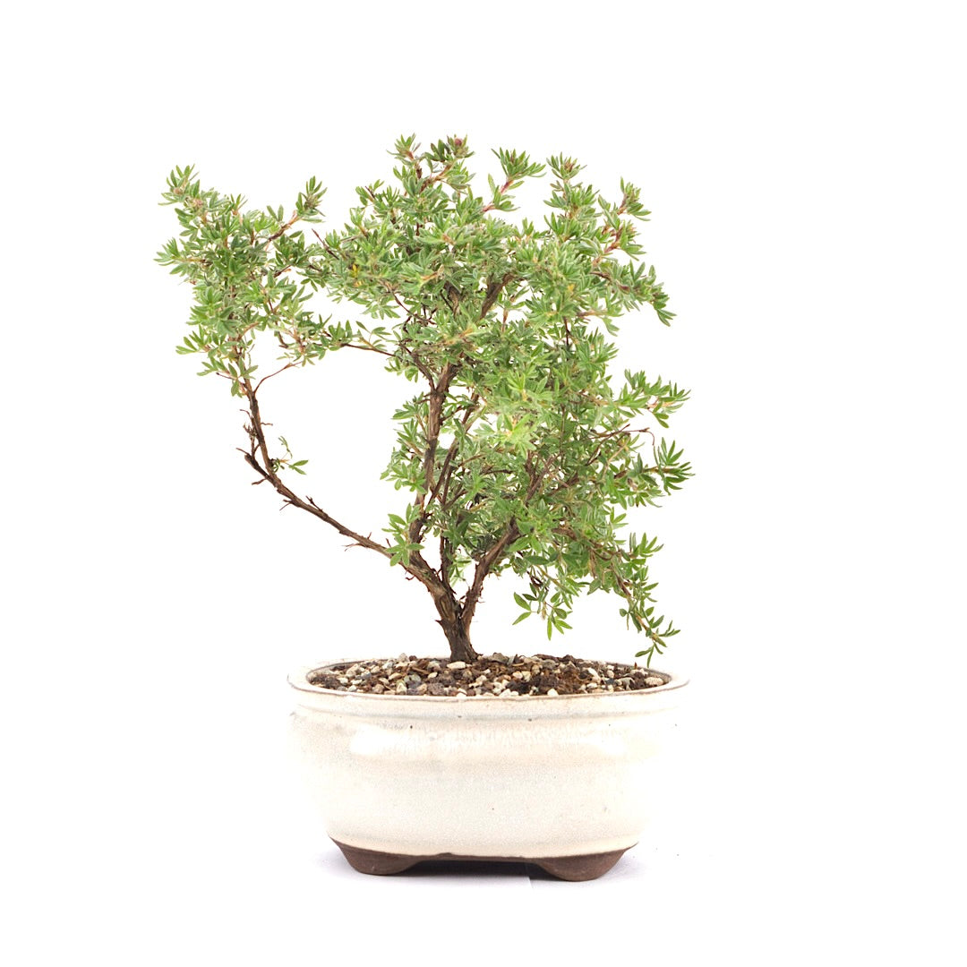 Gelber Fingerstrauch 'Potentilla fruticosa'
