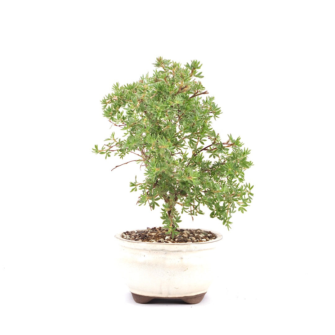 Gelber Fingerstrauch 'Potentilla fruticosa'
