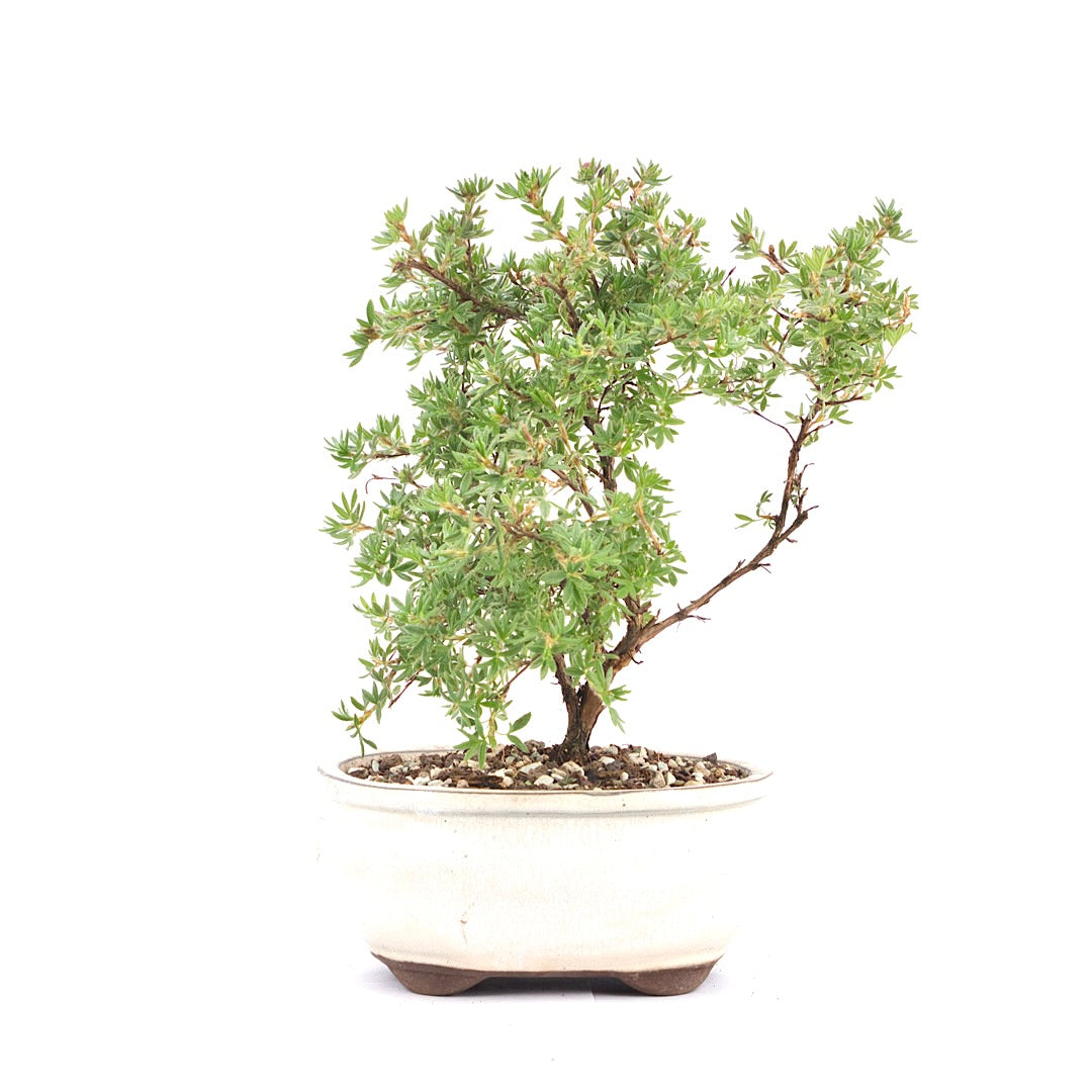 Gelber Fingerstrauch 'Potentilla fruticosa'