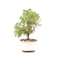 Gelber Fingerstrauch 'Potentilla fruticosa'