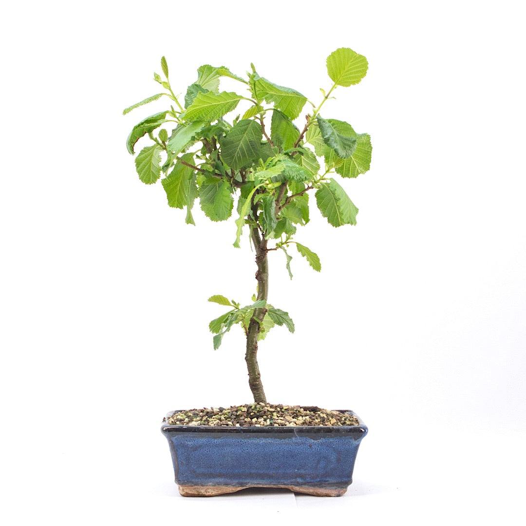 Schwarzerle 'Alnus glutinosa'