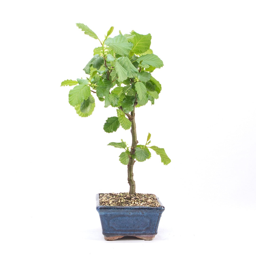 Schwarzerle 'Alnus glutinosa'