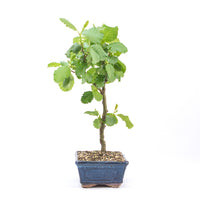 Schwarzerle 'Alnus glutinosa'