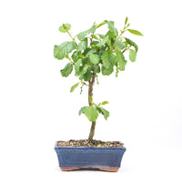 Schwarzerle 'Alnus glutinosa'