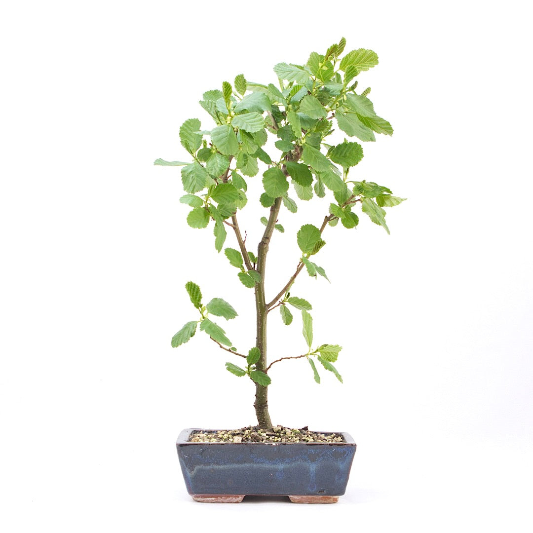 Schwarzerle 'Alnus glutinosa'