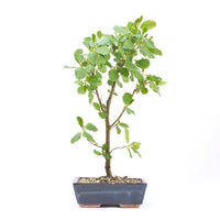 Schwarzerle 'Alnus glutinosa'
