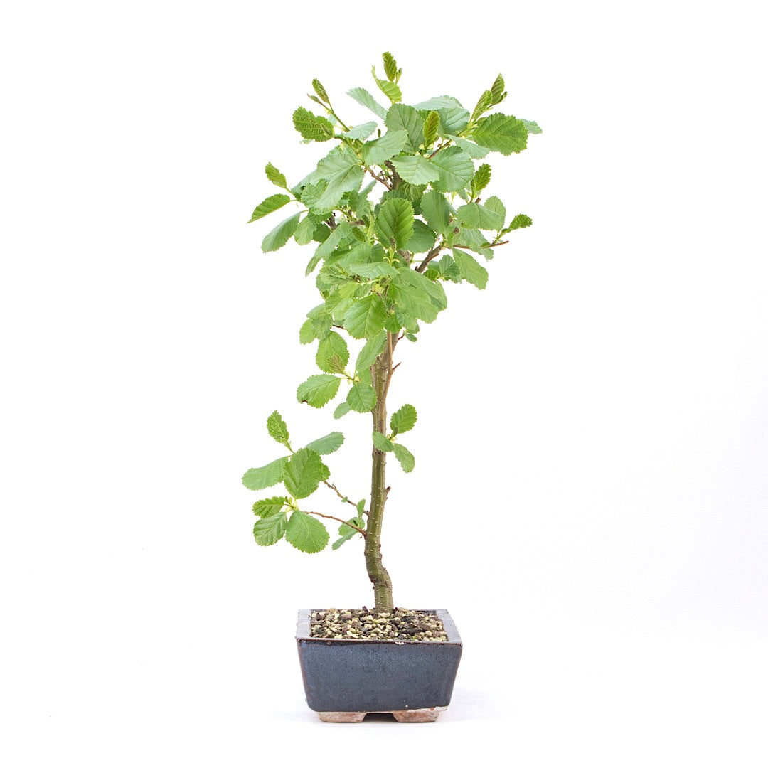 Schwarzerle 'Alnus glutinosa'