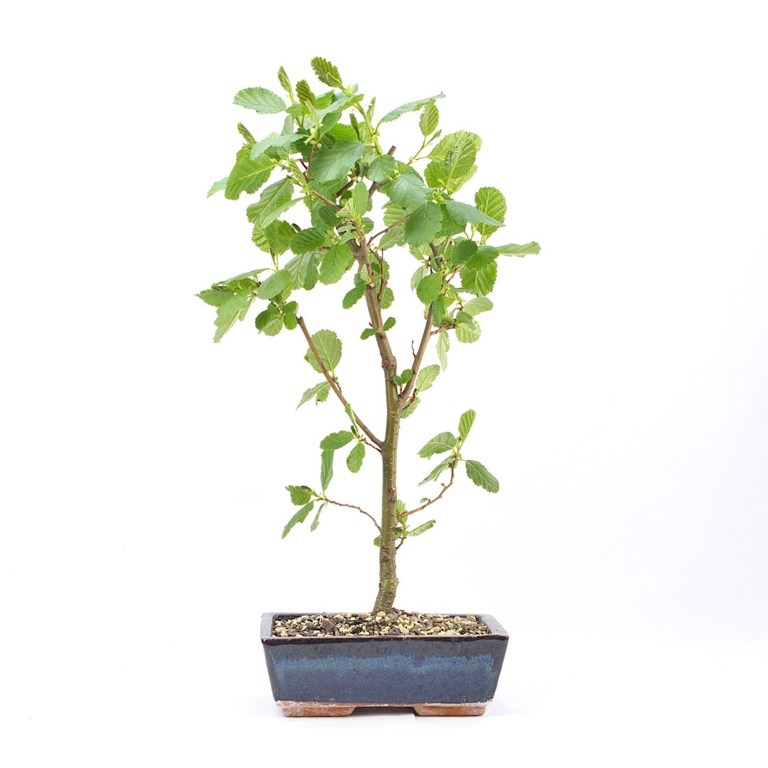 Schwarzerle 'Alnus glutinosa'