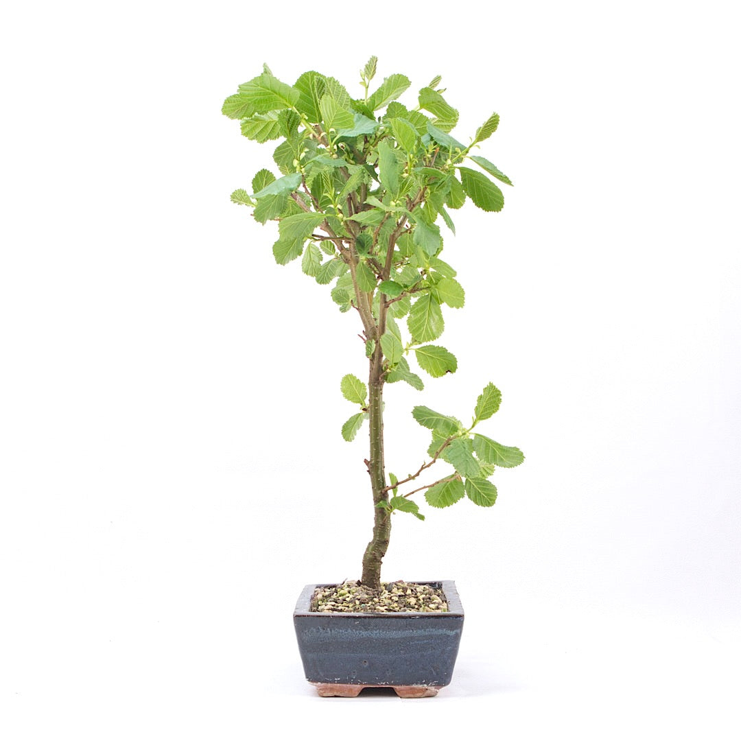 Schwarzerle 'Alnus glutinosa'