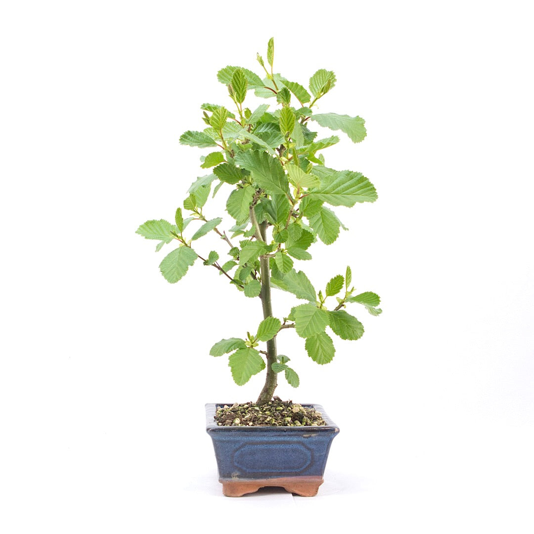 Schwarzerle 'Alnus glutinosa'