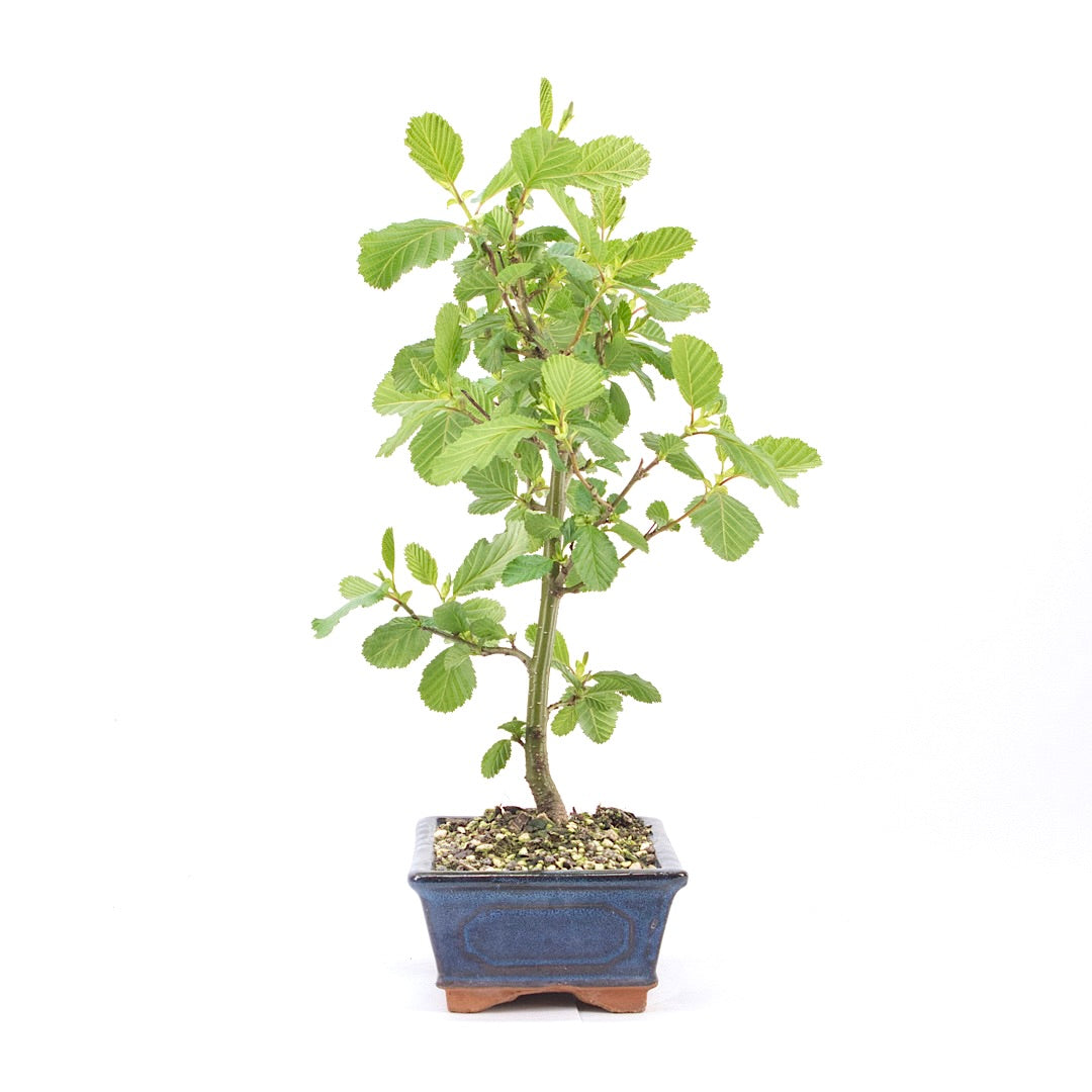 Schwarzerle 'Alnus glutinosa'