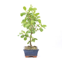 Schwarzerle 'Alnus glutinosa'