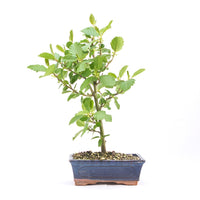 Schwarzerle 'Alnus glutinosa'
