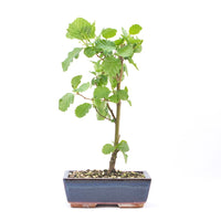 Schwarzerle 'Alnus glutinosa'