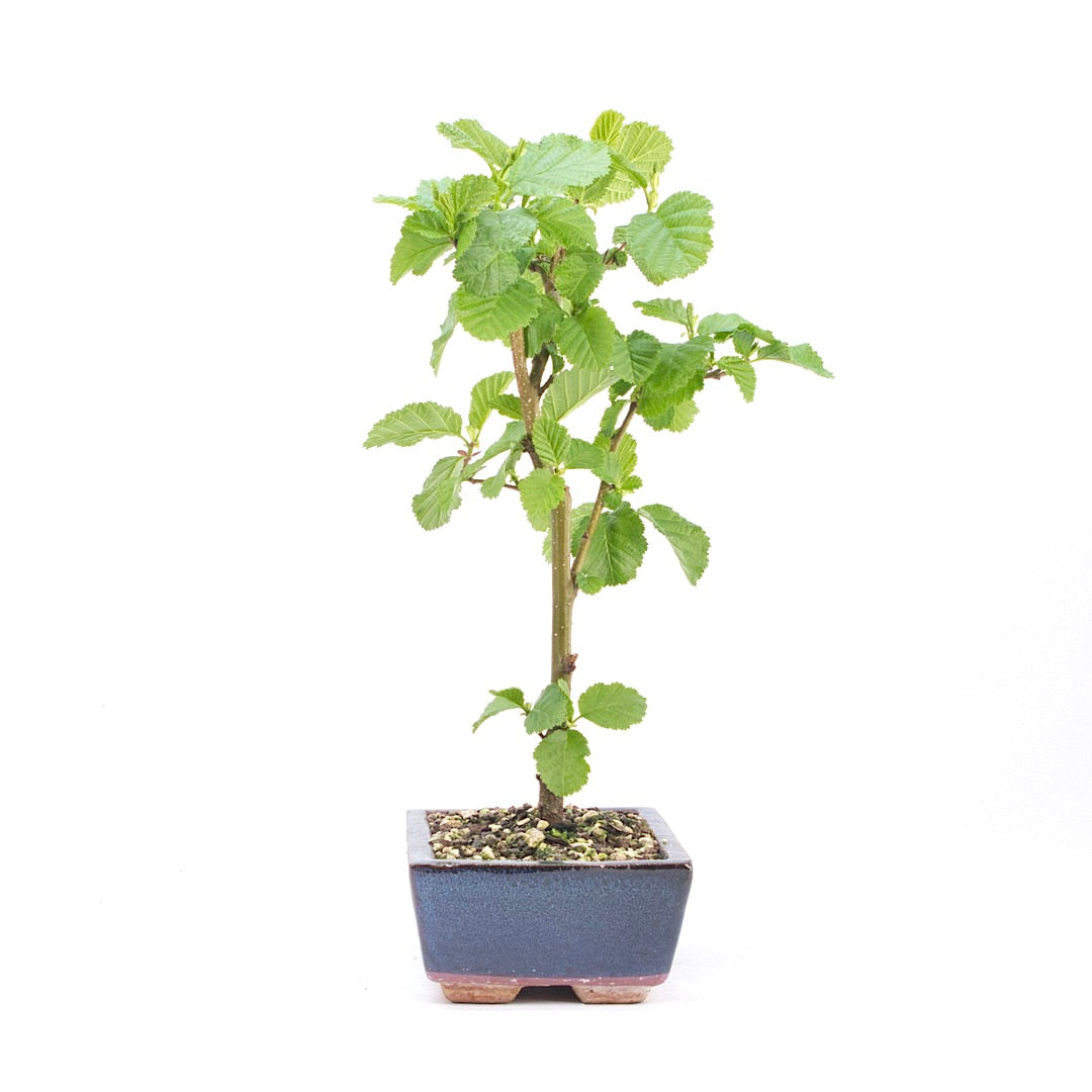 Schwarzerle 'Alnus glutinosa'