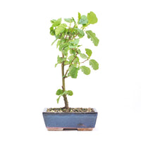 Schwarzerle 'Alnus glutinosa'