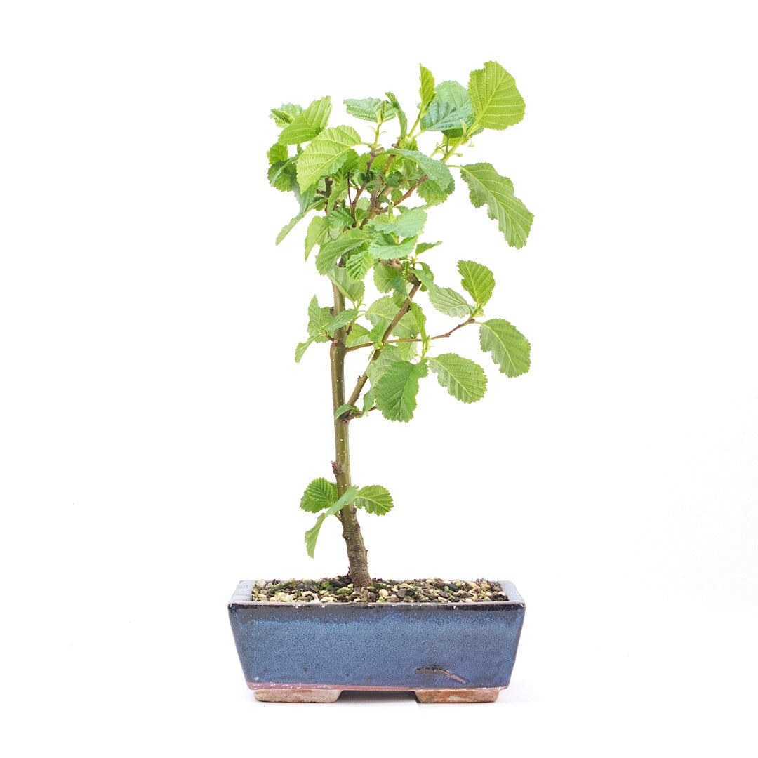 Schwarzerle 'Alnus glutinosa'