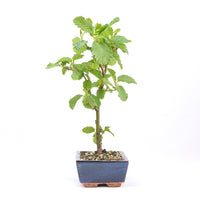 Schwarzerle 'Alnus glutinosa'
