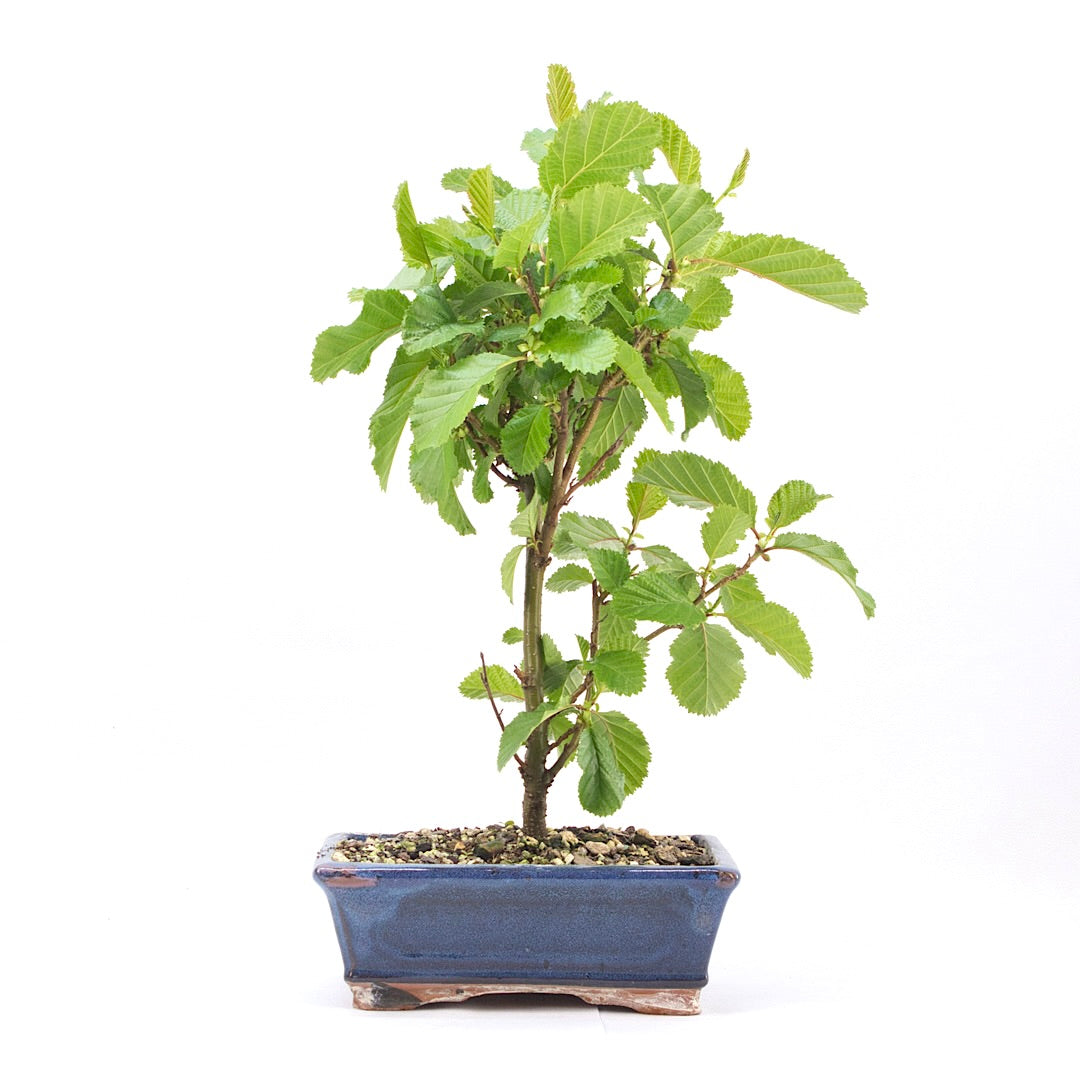 Schwarzerle 'Alnus glutinosa'