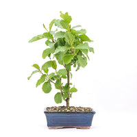 Schwarzerle 'Alnus glutinosa'