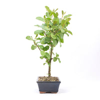 Schwarzerle 'Alnus glutinosa'