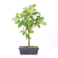 Schwarzerle 'Alnus glutinosa'