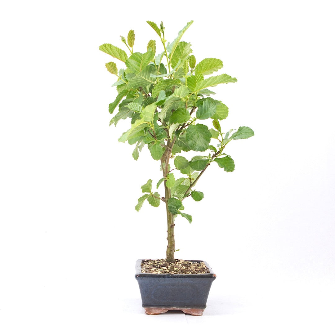 Schwarzerle 'Alnus glutinosa'
