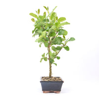 Schwarzerle 'Alnus glutinosa'