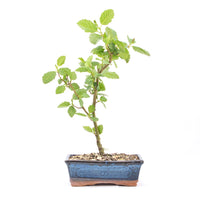 Schwarzerle 'Alnus glutinosa'