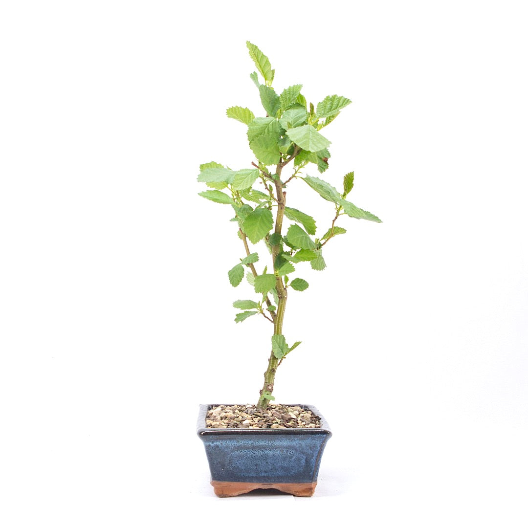 Schwarzerle 'Alnus glutinosa'