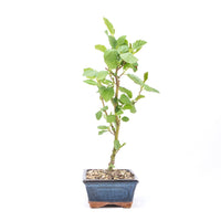 Schwarzerle 'Alnus glutinosa'