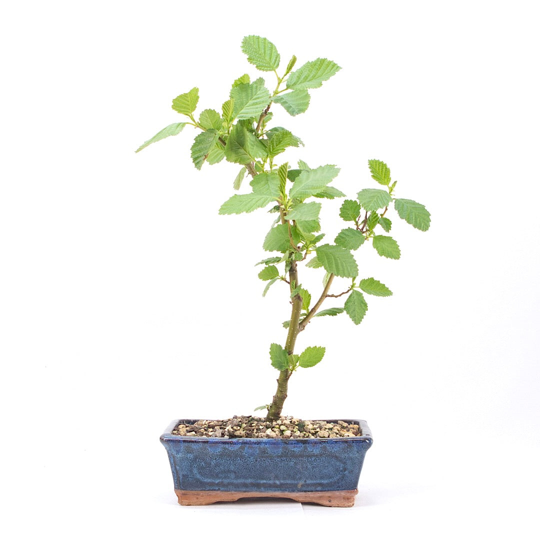 Schwarzerle 'Alnus glutinosa'