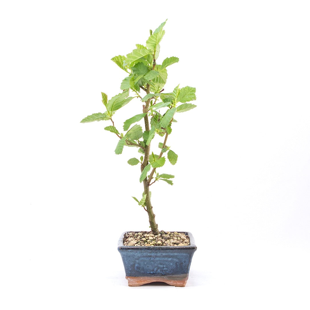 Schwarzerle 'Alnus glutinosa'