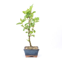 Schwarzerle 'Alnus glutinosa'