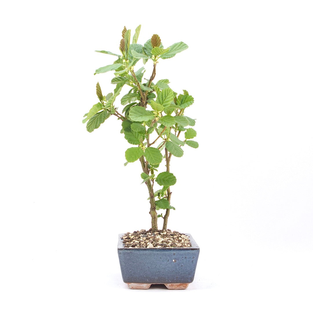 Schwarzerle 'Alnus glutinosa'