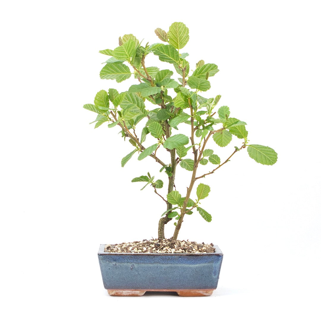 Schwarzerle 'Alnus glutinosa'
