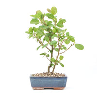 Schwarzerle 'Alnus glutinosa'